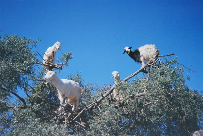 About Goats and Women in Oil Production