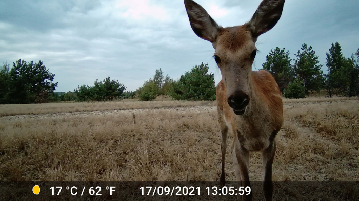 Chernobyl Safari